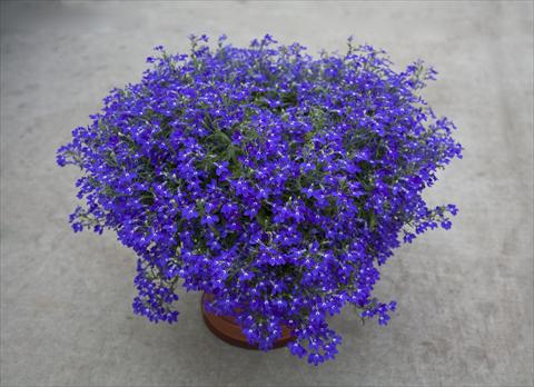 Foto de variedad de flores para ser usadas como: Maceta, planta de temporada, patio Lobelia hybrida Hot Blue