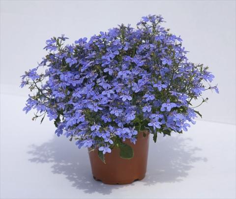 Foto de variedad de flores para ser usadas como: Maceta, planta de temporada, patio Lobelia hybrida Hot Waterblue