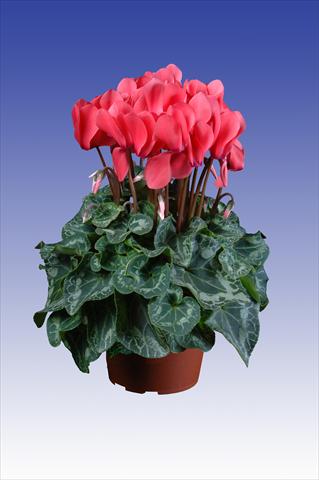 Foto de variedad de flores para ser usadas como: Maceta Cyclamen persicum Super Serie® Allure® F1 Dark Salmon Pink