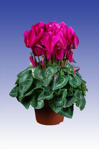 Foto de variedad de flores para ser usadas como: Maceta Cyclamen persicum Super Serie® Allure® F1 Dark Violet