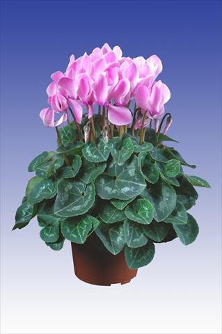 Foto de variedad de flores para ser usadas como: Maceta Cyclamen persicum Super Serie® Allure® F1 Neon Flamed