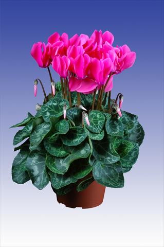 Foto de variedad de flores para ser usadas como: Maceta Cyclamen persicum Super Serie® Allure® F1 Neon Pink