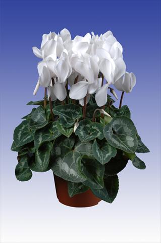 Foto de variedad de flores para ser usadas como: Maceta Cyclamen persicum Super Serie® Allure® F1 Pure White