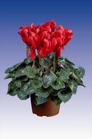 Foto de variedad de flores para ser usadas como: Maceta Cyclamen persicum Super Serie® Allure® F1 Red