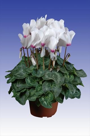 Foto de variedad de flores para ser usadas como: Maceta Cyclamen persicum Super Serie® Allure® F1 White with Eye