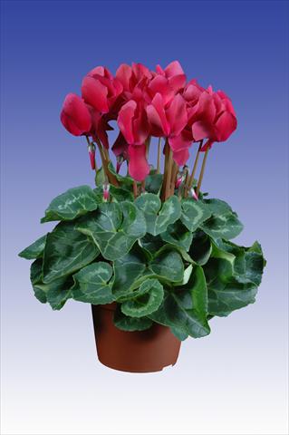 Foto de variedad de flores para ser usadas como: Maceta Cyclamen persicum Super Serie® Allure® F1 Wine Red