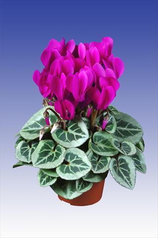 Foto de variedad de flores para ser usadas como: Maceta Cyclamen persicum Super Serie® Da Vinci® F1 Dark Violet