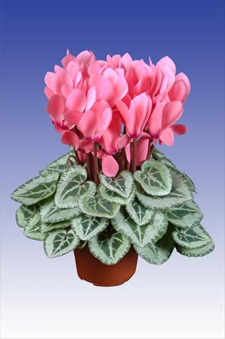 Foto de variedad de flores para ser usadas como: Maceta Cyclamen persicum Super Serie® Da Vinci® F1 Light Salmon Pink