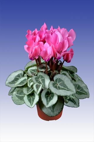 Foto de variedad de flores para ser usadas como: Maceta Cyclamen persicum Super Serie® Da Vinci® F1 Neon Pink