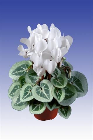 Foto de variedad de flores para ser usadas como: Maceta Cyclamen persicum Super Serie® Da Vinci® F1 Pure White