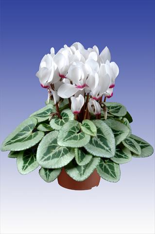 Foto de variedad de flores para ser usadas como: Maceta Cyclamen persicum Super Serie® Da Vinci® F1 White with Eye