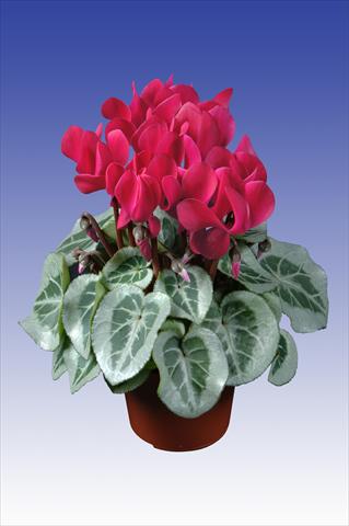 Foto de variedad de flores para ser usadas como: Maceta Cyclamen persicum Super Serie® Da Vinci® F1 Wine Red