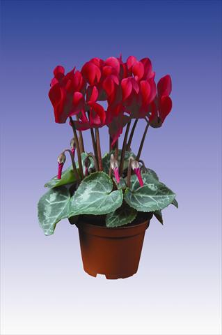Foto de variedad de flores para ser usadas como: Maceta Cyclamen persicum Super Serie® Micro® F1 Deep Wine Red