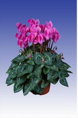 Foto de variedad de flores para ser usadas como: Maceta Cyclamen persicum Super Serie® Original® F1 Violet Flamed
