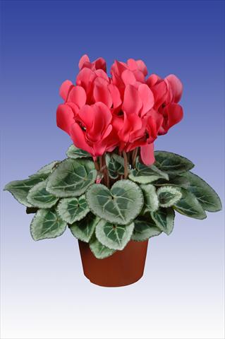 Foto de variedad de flores para ser usadas como: Maceta Cyclamen persicum Super Serie® Picasso® F1 Dark Salmon Pink