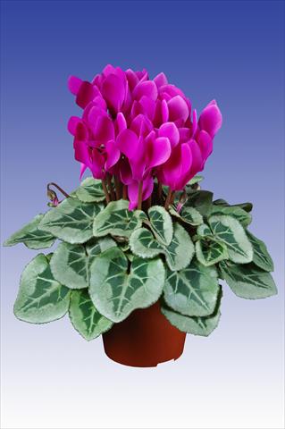 Foto de variedad de flores para ser usadas como: Maceta Cyclamen persicum Super Serie® Picasso® F1 Dark Violet