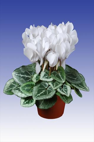 Foto de variedad de flores para ser usadas como: Maceta Cyclamen persicum Super Serie® Picasso® F1 Pure White