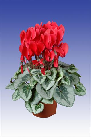 Foto de variedad de flores para ser usadas como: Maceta Cyclamen persicum Super Serie® Picasso® F1 Red