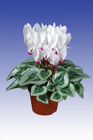Foto de variedad de flores para ser usadas como: Maceta Cyclamen persicum Super Serie® Picasso® F1 White with Eye