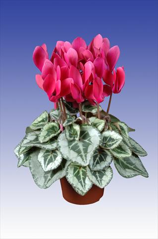 Foto de variedad de flores para ser usadas como: Maceta Cyclamen persicum Super Serie® Picasso® F1 Wine Red