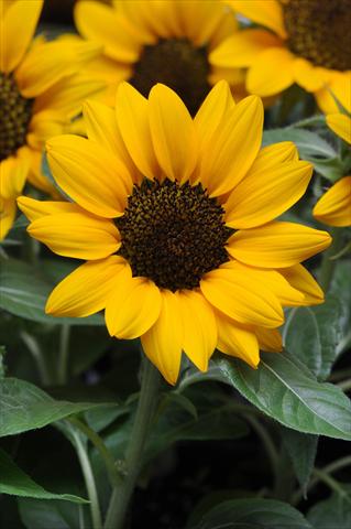 Foto de variedad de flores para ser usadas como: Maceta y planta de temporada Helianthus annuus Miss Sunshine