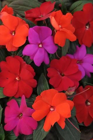 Foto de variedad de flores para ser usadas como: Planta de temporada / borde del macizo Impatiens N. Guinea Divine Hot Mix