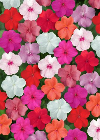 Foto de variedad de flores para ser usadas como: Planta de temporada / borde del macizo Impatiens walleriana Super Elfin™ Clear Mix