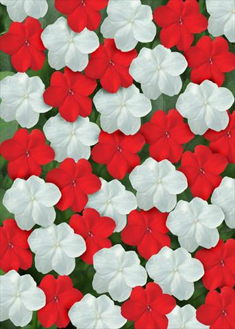 Foto de variedad de flores para ser usadas como: Planta de temporada / borde del macizo Impatiens walleriana Super Elfin™ Red White Mix
