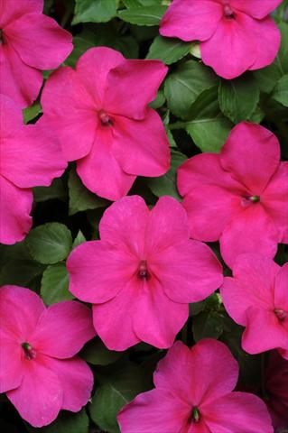 Foto de variedad de flores para ser usadas como: Planta de temporada / borde del macizo Impatiens walleriana Super Elfin™ Rose Imp XP