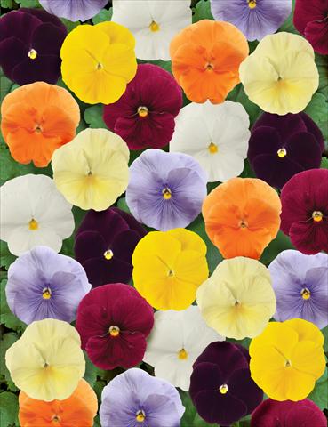 Foto de variedad de flores para ser usadas como: Maceta y planta de temporada Viola wittrockiana Matrix Clear Mix