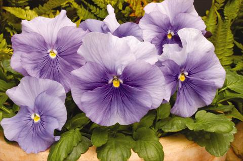 Foto de variedad de flores para ser usadas como: Maceta y planta de temporada Viola wittrockiana Matrix Light Blue