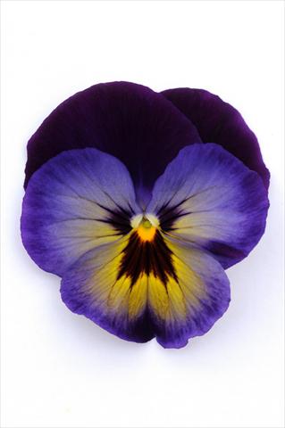 Foto de variedad de flores para ser usadas como: Maceta y planta de temporada Viola wittrockiana Matrix Midnight Glow