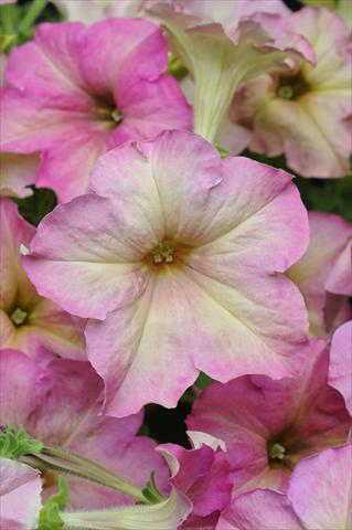 Foto de variedad de flores para ser usadas como: Tarrina de colgar / Maceta Petunia grandiflora Sophistica Antique Shades