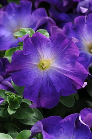 Foto de variedad de flores para ser usadas como: Tarrina de colgar / Maceta Petunia grandiflora Sophistica Blue Morn
