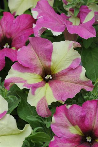 Foto de variedad de flores para ser usadas como: Tarrina de colgar / Maceta Petunia grandiflora Sophistica Lime Bicolor