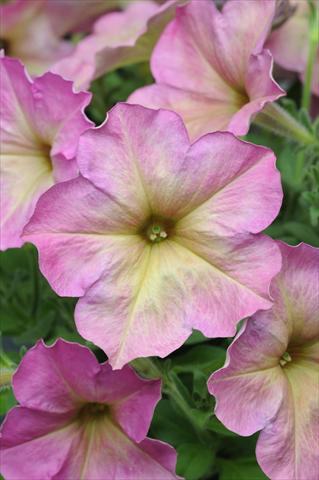 Foto de variedad de flores para ser usadas como: Tarrina de colgar / Maceta Petunia multiflora Debonair Dusty Rose