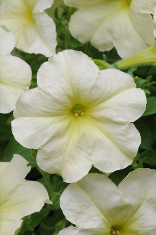 Foto de variedad de flores para ser usadas como: Tarrina de colgar / Maceta Petunia multiflora Debonair Lime Green