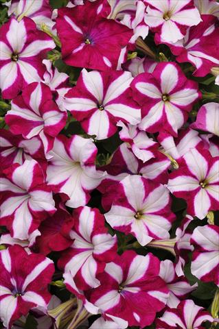 Foto de variedad de flores para ser usadas como: Tarrina de colgar / Maceta Petunia x hybrida Easy Wave Burgundy Star