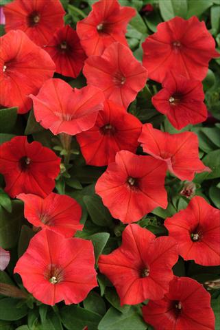 Foto de variedad de flores para ser usadas como: Tarrina de colgar / Maceta Petunia x hybrida Easy Wave Red