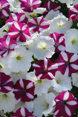 Foto de variedad de flores para ser usadas como: Tarrina de colgar / Maceta Petunia x hybrida Easy Wave Starfish Mix