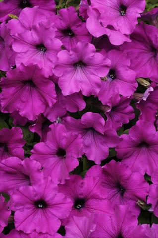 Foto de variedad de flores para ser usadas como: Tarrina de colgar / Maceta Petunia x hybrida Easy Wave Violet