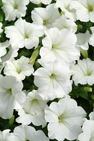 Foto de variedad de flores para ser usadas como: Tarrina de colgar / Maceta Petunia x hybrida Easy Wave White Imp