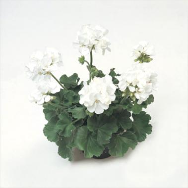 Foto de variedad de flores para ser usadas como: Tarrina de colgar / Maceta Pelargonium zonale Libra Improved