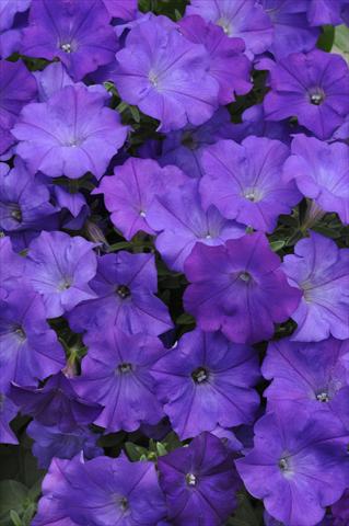 Foto de variedad de flores para ser usadas como: Tarrina de colgar / Maceta Petunia x hybrida Shock Wave Denim