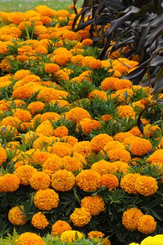 Foto de variedad de flores para ser usadas como: Maceta o cesta de trasplante Tagetes erecta Taishan African Orange