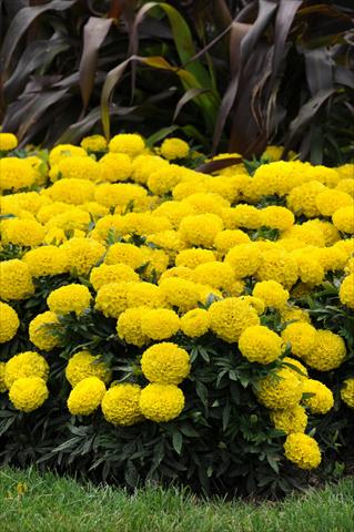 Foto de variedad de flores para ser usadas como: Maceta o cesta de trasplante Tagetes erecta Taishan African Yellow