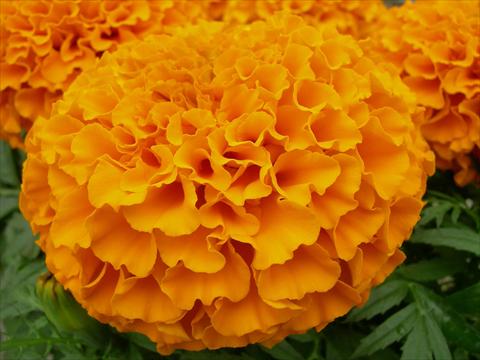 Foto de variedad de flores para ser usadas como: Maceta o cesta de trasplante Tagetes erecta Taishan Dwarf Orange