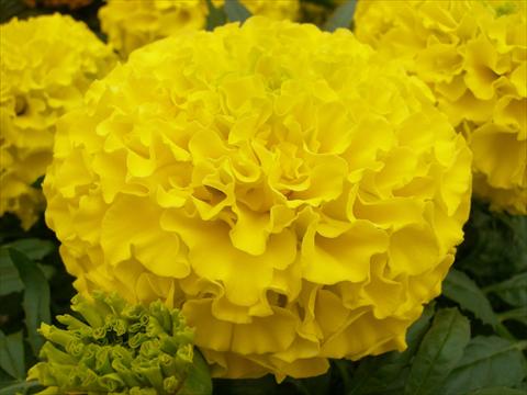 Foto de variedad de flores para ser usadas como: Maceta o cesta de trasplante Tagetes erecta Taishan Dwarf Yellow