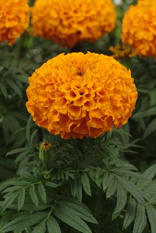 Foto de variedad de flores para ser usadas como: Maceta o cesta de trasplante Tagetes erecta Taishan Orange