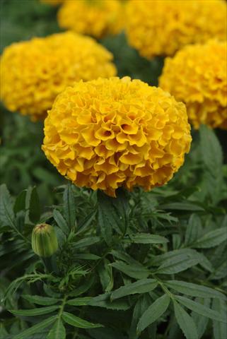 Foto de variedad de flores para ser usadas como: Maceta o cesta de trasplante Tagetes erecta Taishan Gold